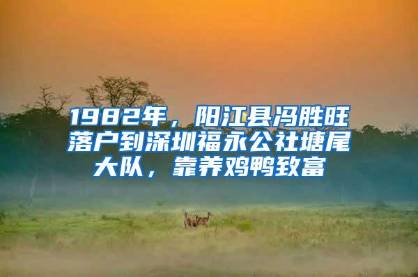 1982年，阳江县冯胜旺落户到深圳福永公社塘尾大队，靠养鸡鸭致富